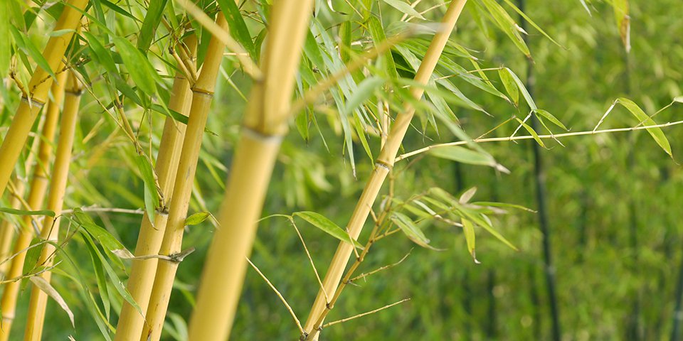 Bamboo Fiber Facts reveal how sustainable bamboo is and how great bamboo socks are for customers.