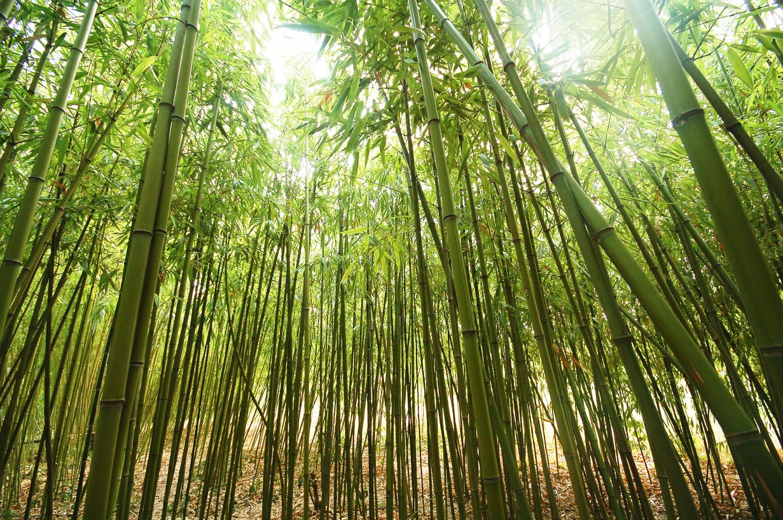 Японский бамбук Мадаке